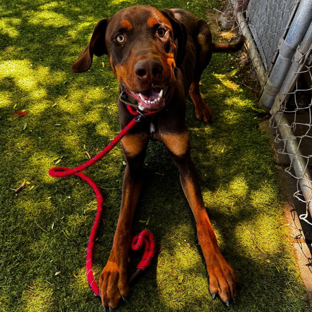 Enlarge Clifford, a Adoptable Doberman Pinscher in Henderson, NV image 6/6