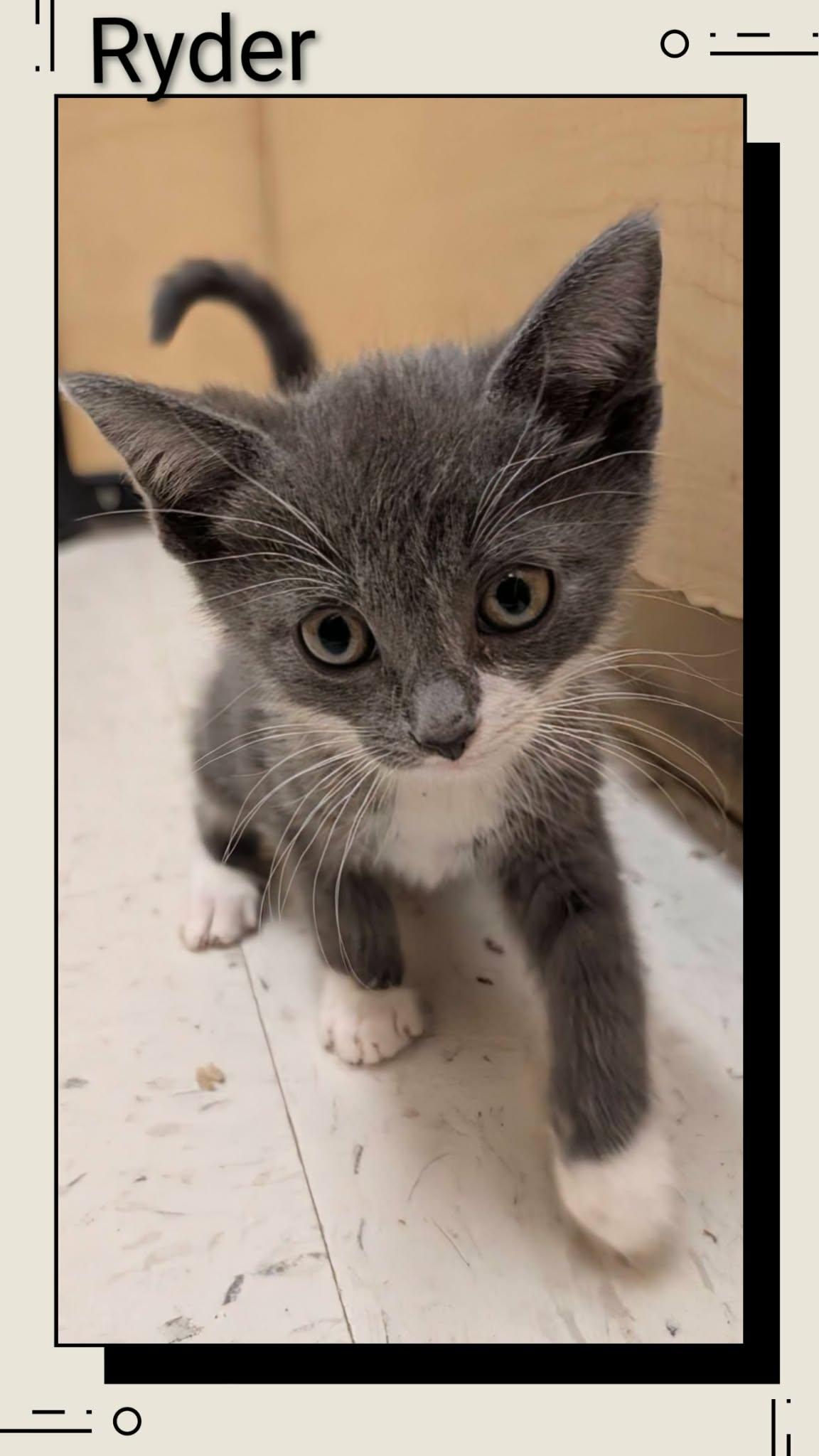 Ryder, Adopted, Young Male Domestic Short Hair.