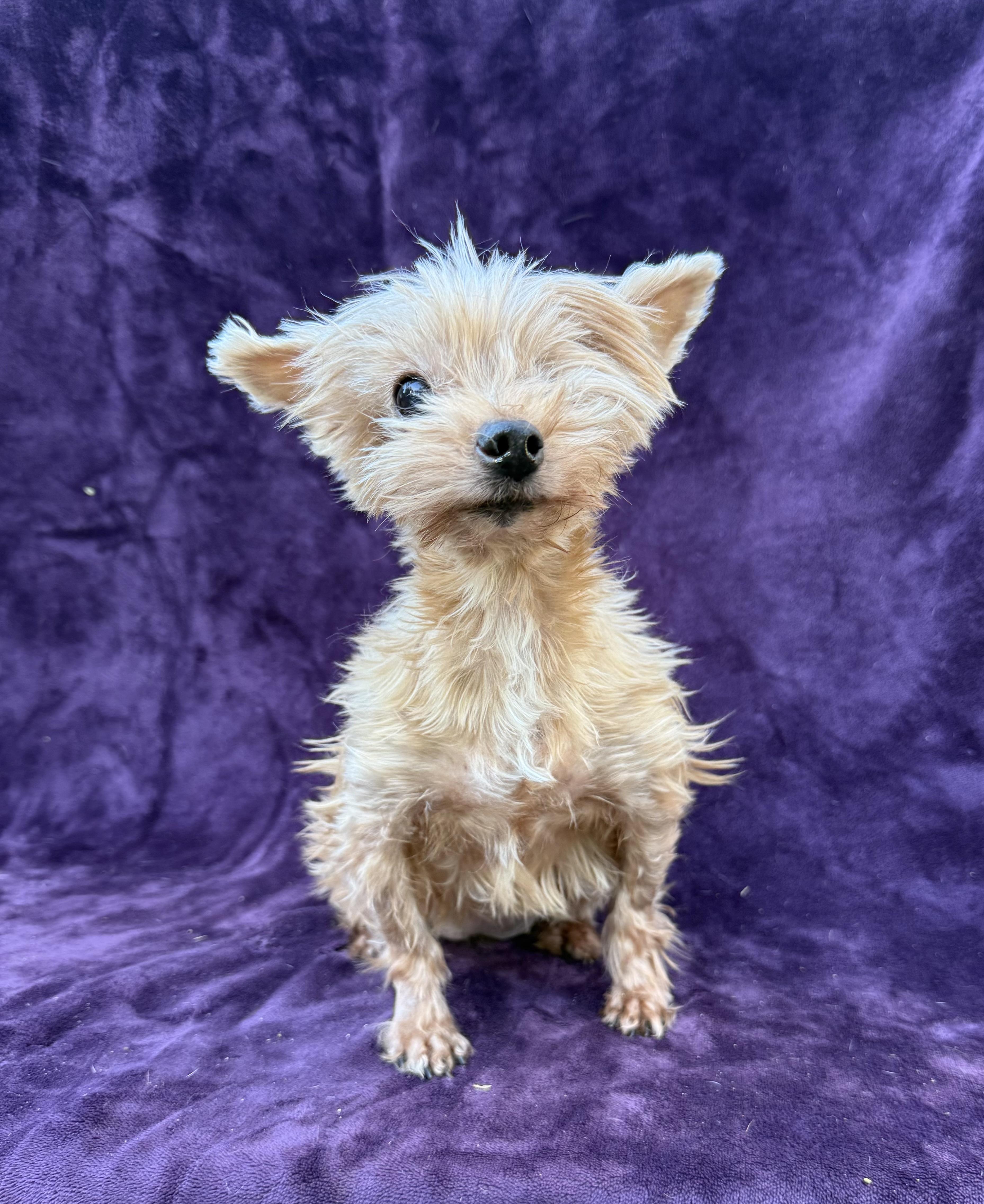 Enlarge Buttons, an adopted mixed breed in Fairhope, AL image 2/4