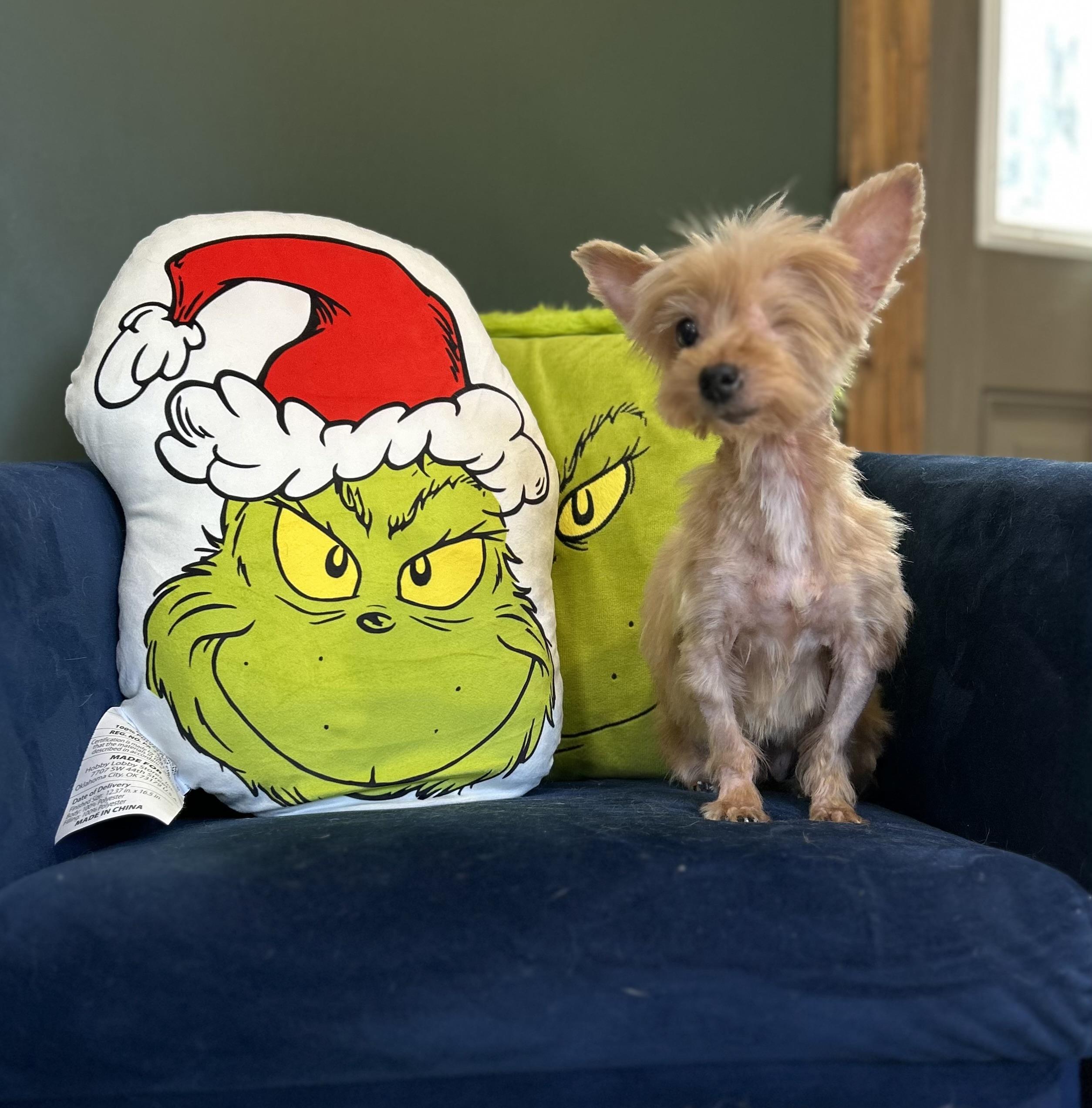 Enlarge Buttons, an adopted mixed breed in Fairhope, AL image 4/4