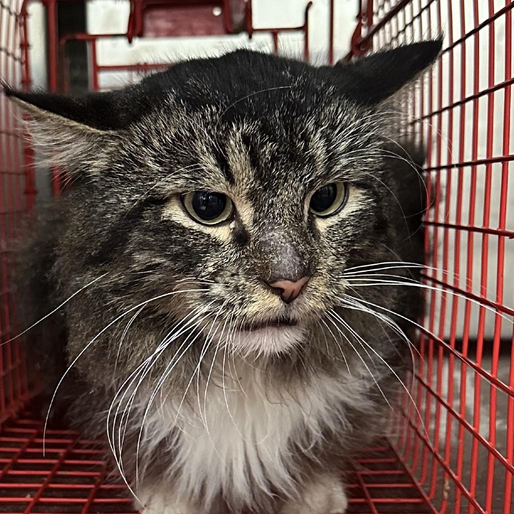 Shorty — thumbnail 2