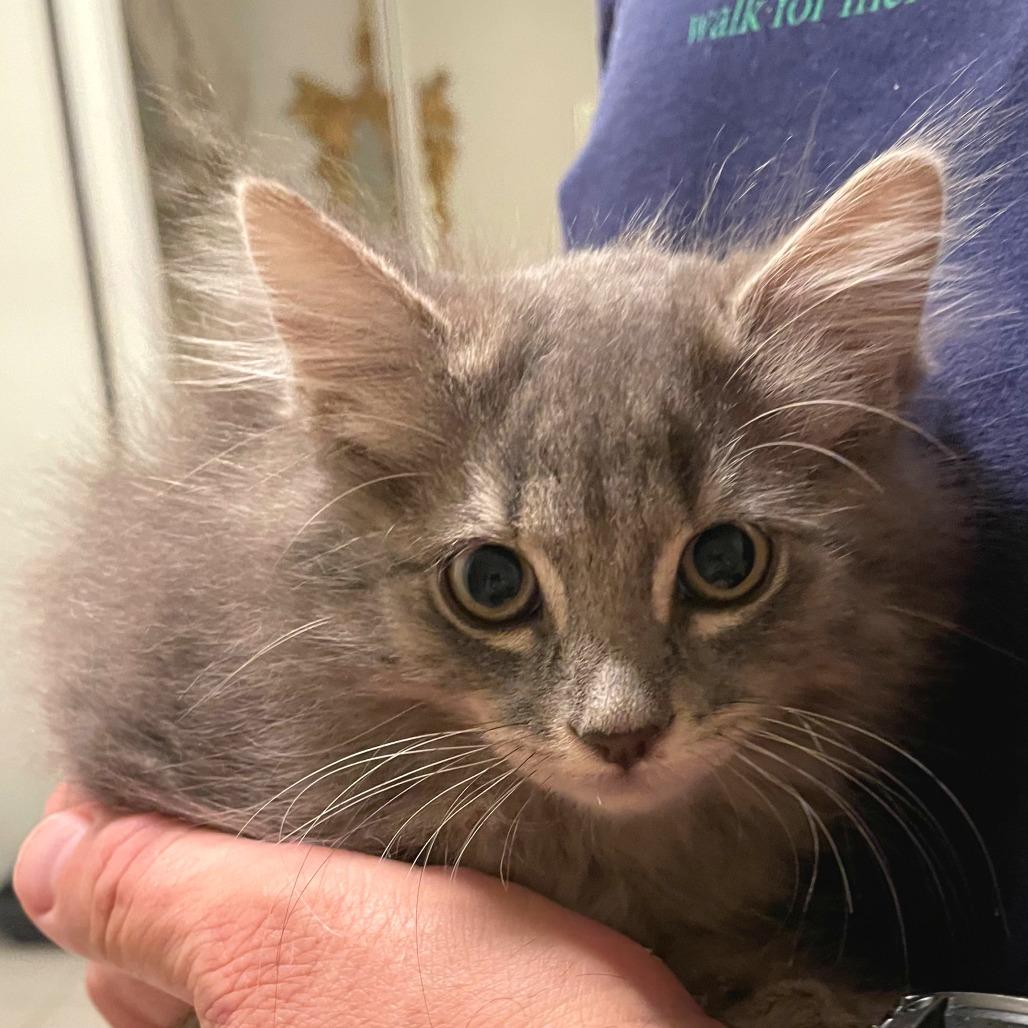 Enlarge Stormy, a Adoptable Domestic Long Hair in Folsom, LA image 1/1
