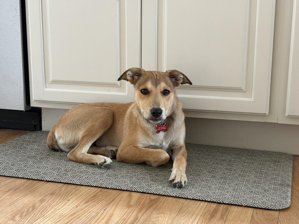 Enlarge Chewy2 aka Wrigly, a Adoptable mixed breed in Littleton, CO image 2/4