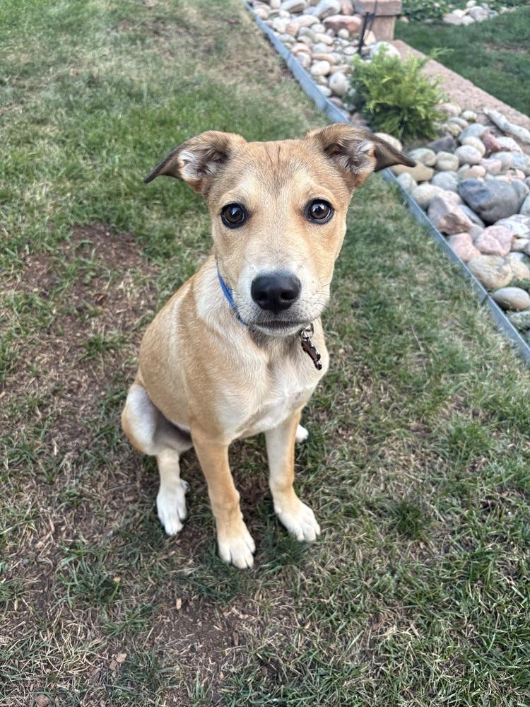 Enlarge Chewy2 aka Wrigly, a Adoptable mixed breed in Littleton, CO image 3/4