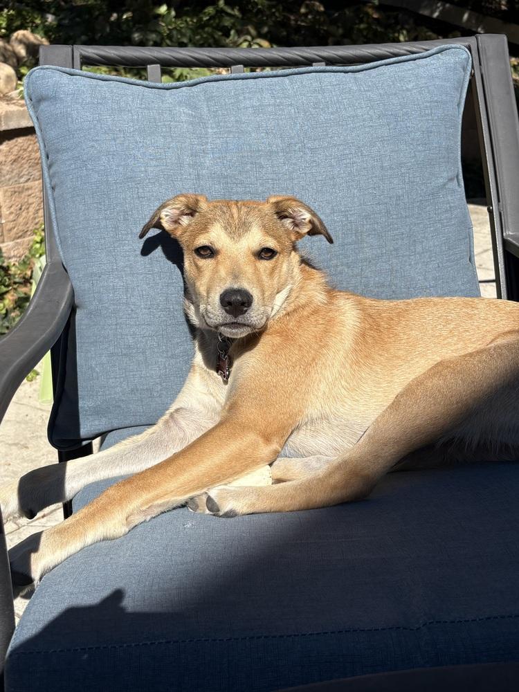 Enlarge Chewy2 aka Wrigly, a Adoptable mixed breed in Littleton, CO image 4/4