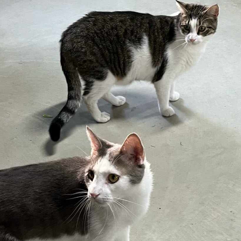 Dak & Zeke, Adult Male Domestic Short Hair