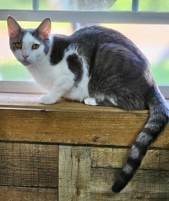 Dak & Zeke, a Adoptable Domestic Short Hair in Avondale, PA image 4/6
