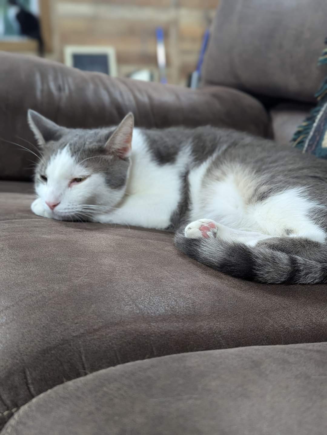 Dak & Zeke, a Adoptable Domestic Short Hair in Avondale, PA image 2/6