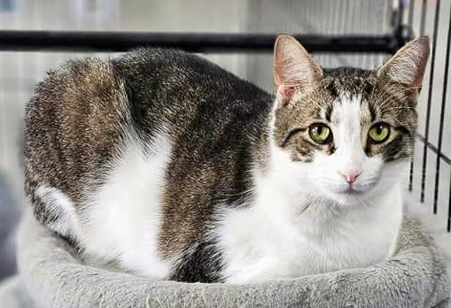 Dak & Zeke, a Adoptable Domestic Short Hair in Avondale, PA image 6/6