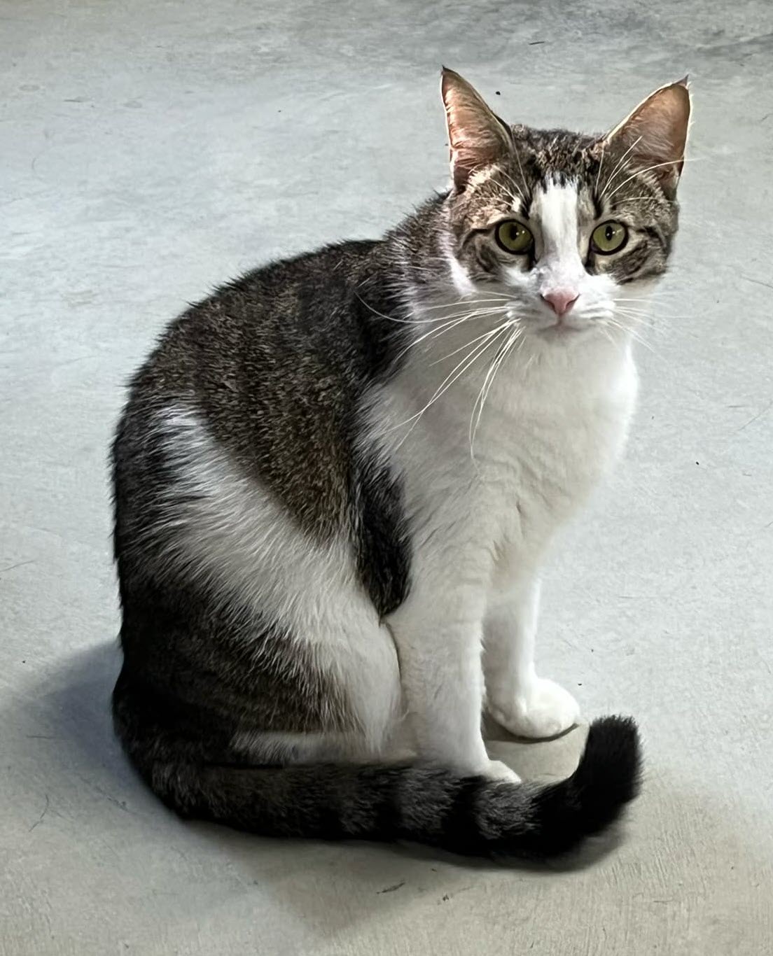 Dak & Zeke, a Adoptable Domestic Short Hair in Avondale, PA image 5/6