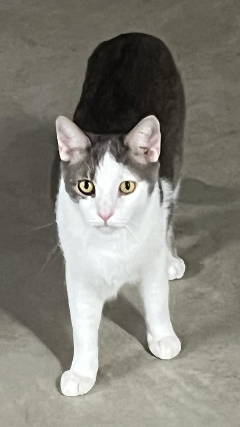 Dak & Zeke, a Adoptable Domestic Short Hair in Avondale, PA image 3/6