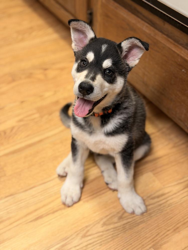 Bubba, Adoptable, Puppy Male German Shepherd Dog & Siberian Husky.