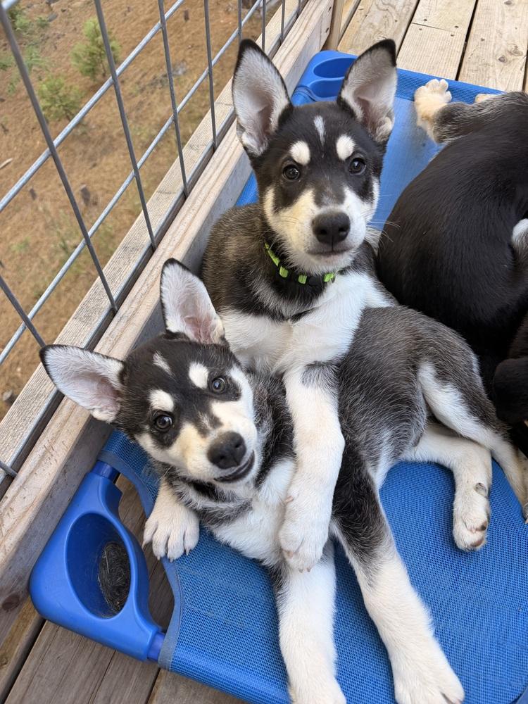 Enlarge Fender, a Adoptable mixed breed in Pleasant Hill, CA image 2/6