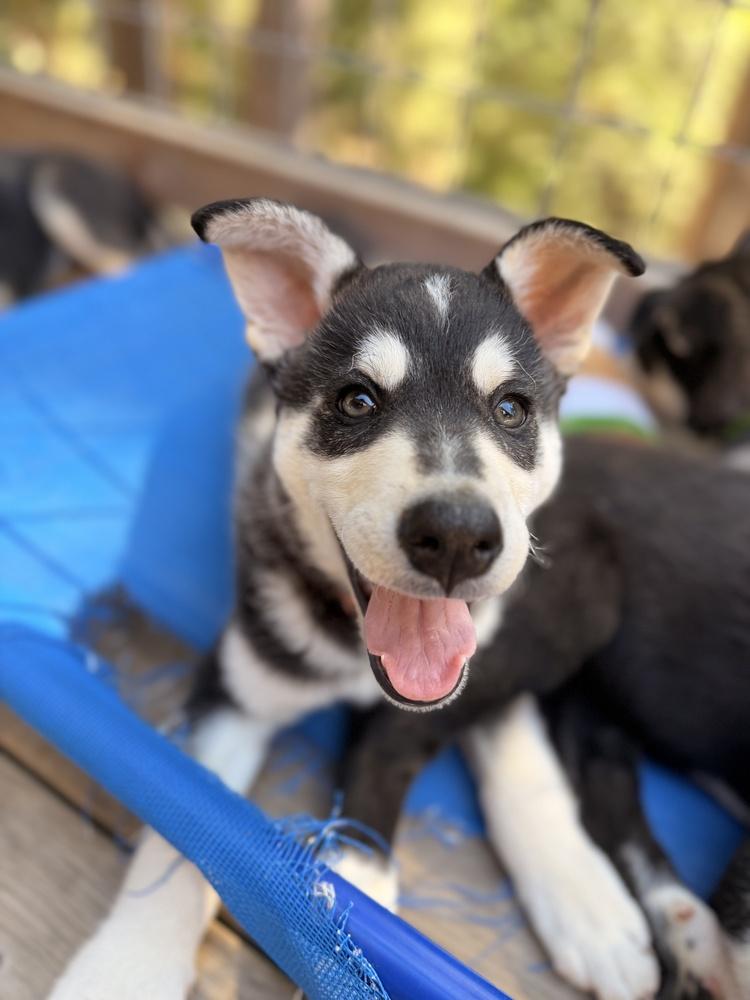 Enlarge Fender, a Adoptable mixed breed in Pleasant Hill, CA image 5/6