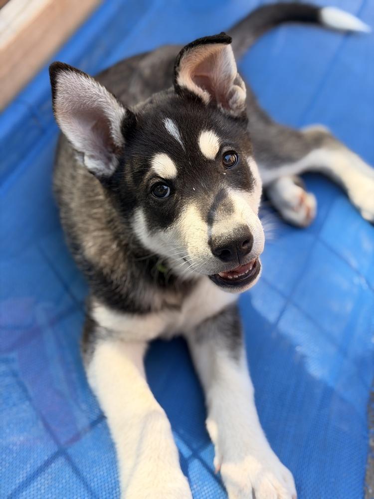 Enlarge Fender, a Adoptable mixed breed in Pleasant Hill, CA image 6/6