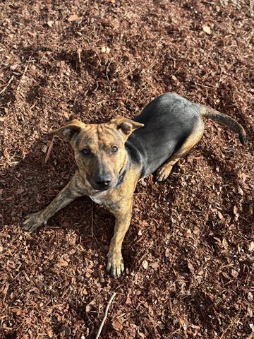 ROCCO, Adoptable, Young Male Terrier & Mixed Breed.