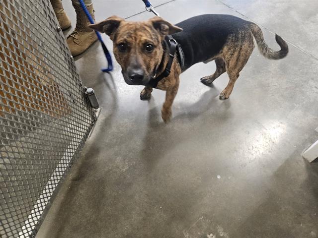 ROCCO, Adoptable, Young Male Terrier & Mixed Breed.