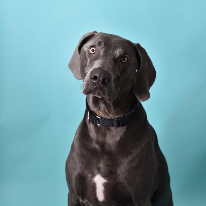Enlarge Sawyer , a ADOPTABLE Weimaraner in New Orleans, LA image 2/5