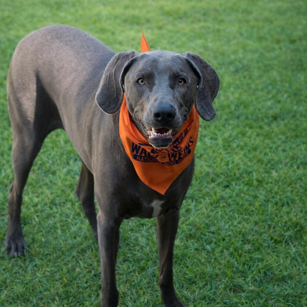 Enlarge Sawyer , a ADOPTABLE Weimaraner in New Orleans, LA image 3/5