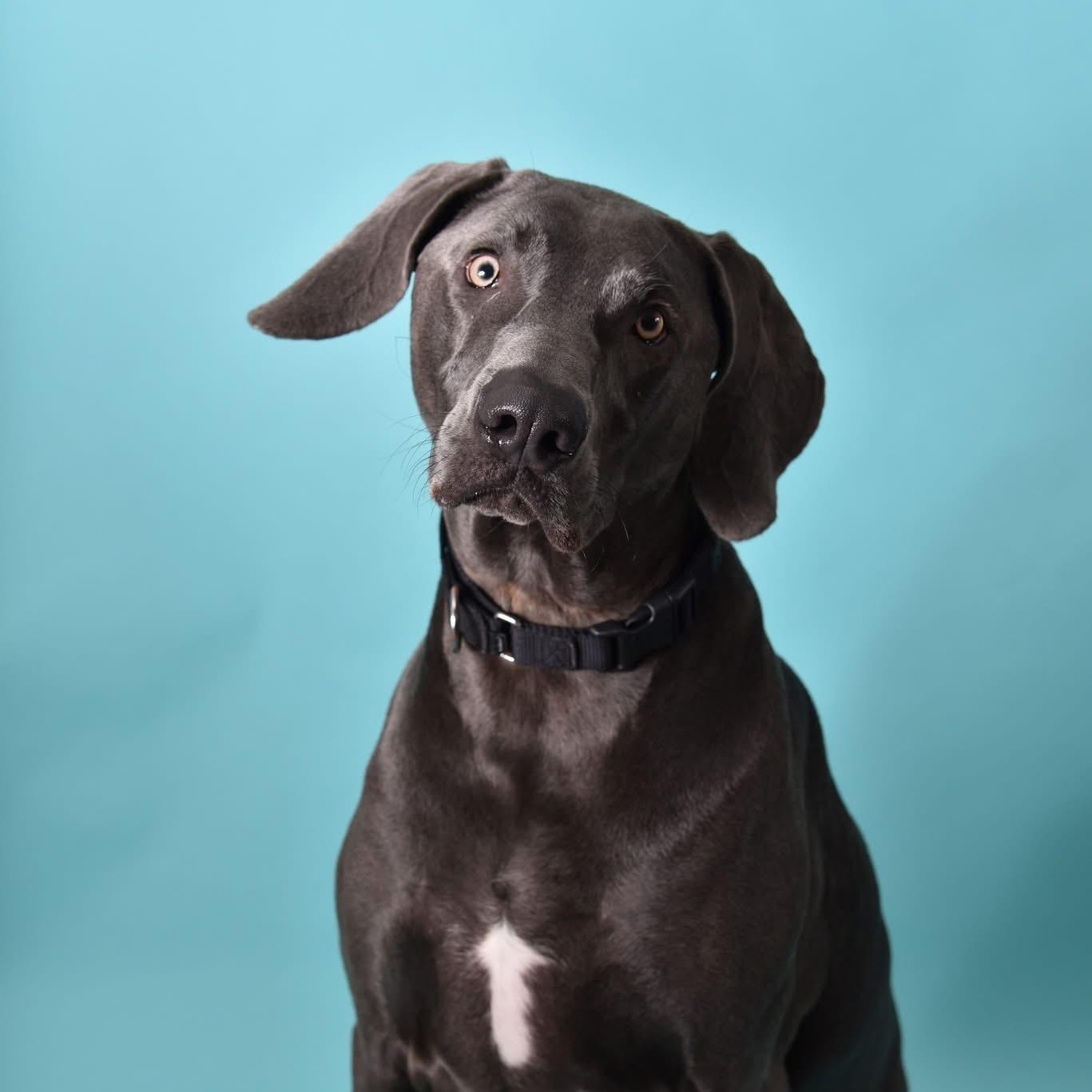 Enlarge Sawyer , a ADOPTABLE Weimaraner in New Orleans, LA image 5/5