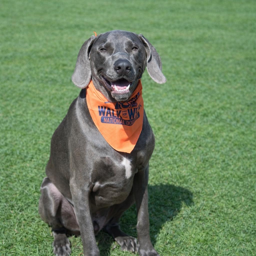 Enlarge Sawyer , a ADOPTABLE Weimaraner in New Orleans, LA image 4/5