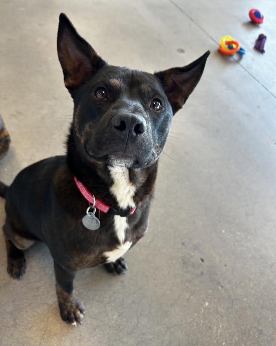 Reggiano, an adoptable mixed breed in Guthrie, OK image 2/3