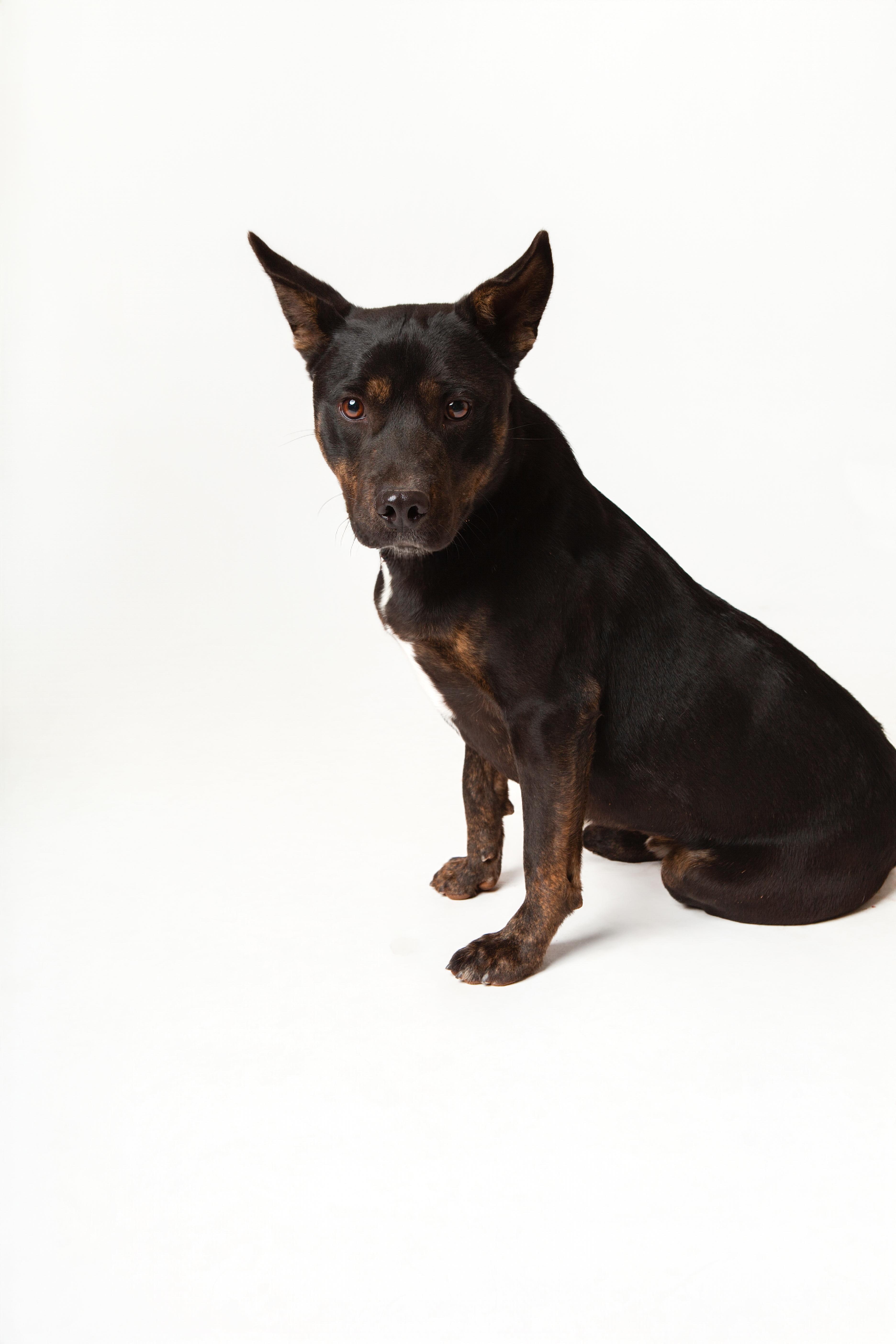Reggiano, adoptable, Young Male Mixed Breed.