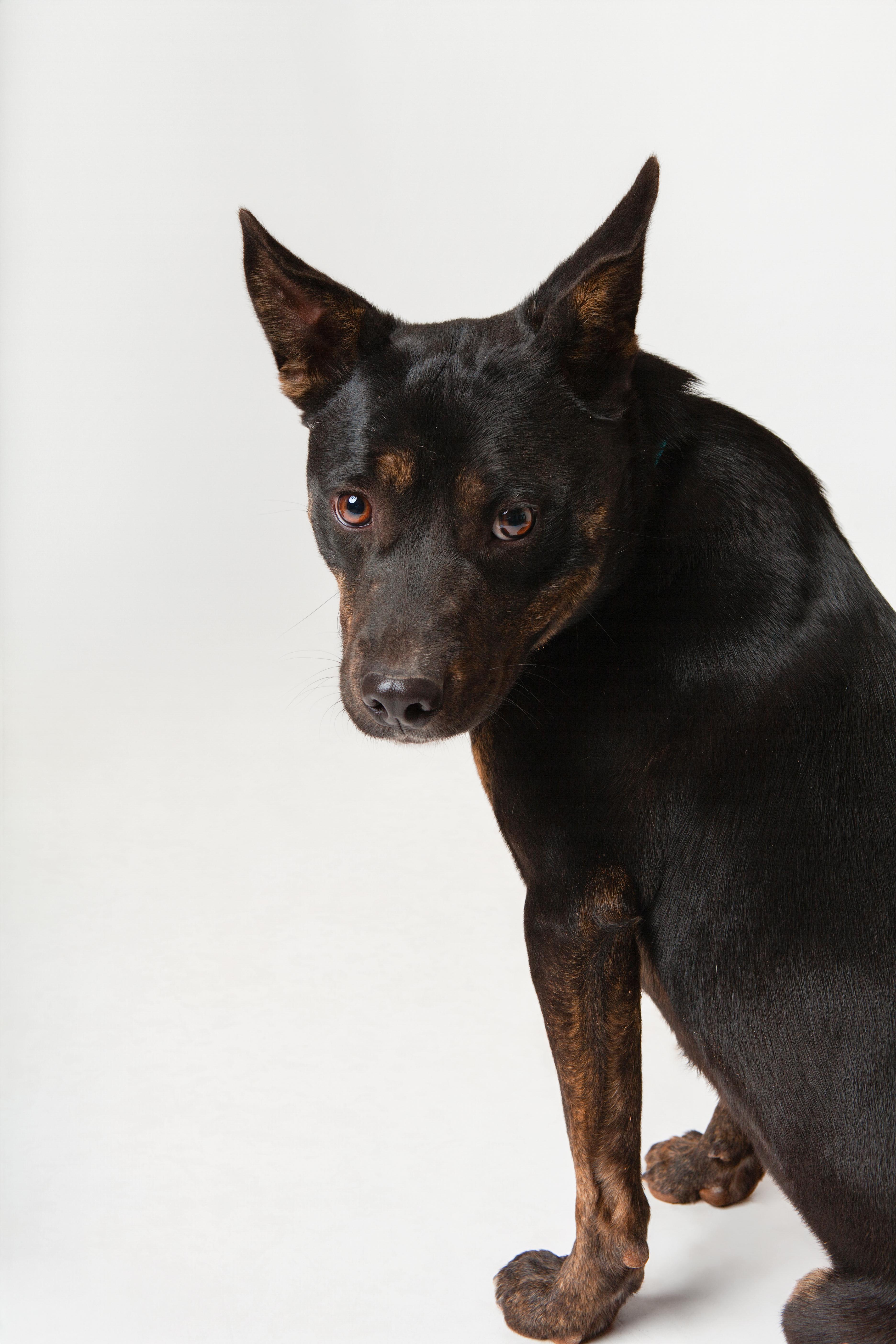 Reggiano, an adoptable mixed breed in Guthrie, OK image 3/3