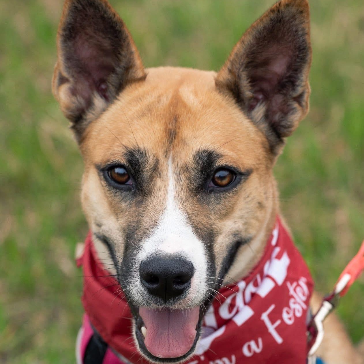 Holly, Adoptable, Puppy Female Mixed Breed.