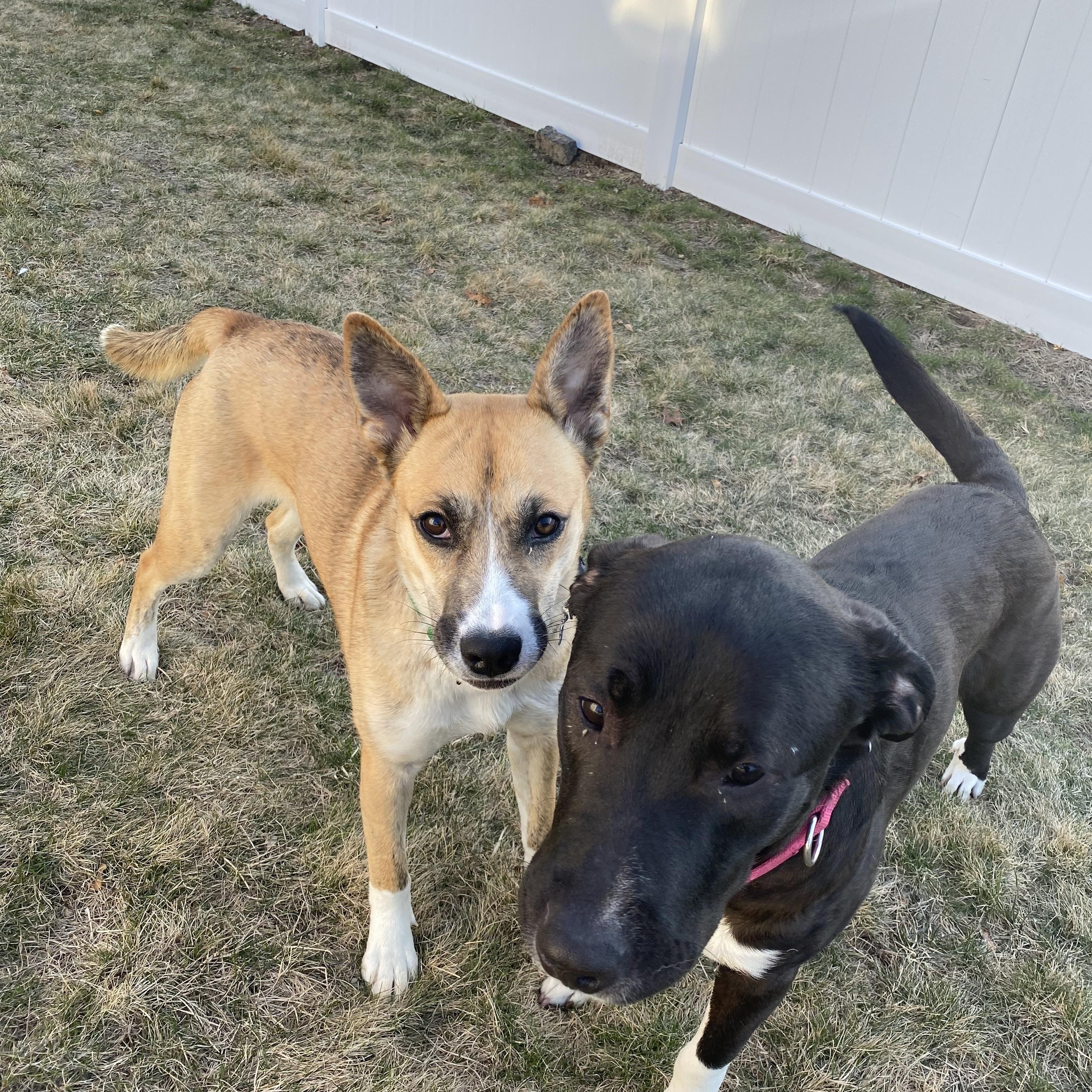 Enlarge Holly, a Adoptable mixed breed in Hopkinton, MA image 4/6