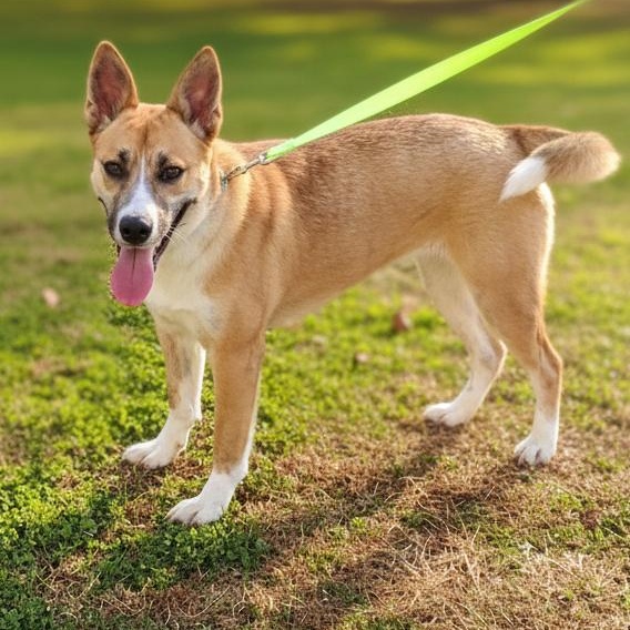 Holly, Adoptable, Puppy Female Mixed Breed.