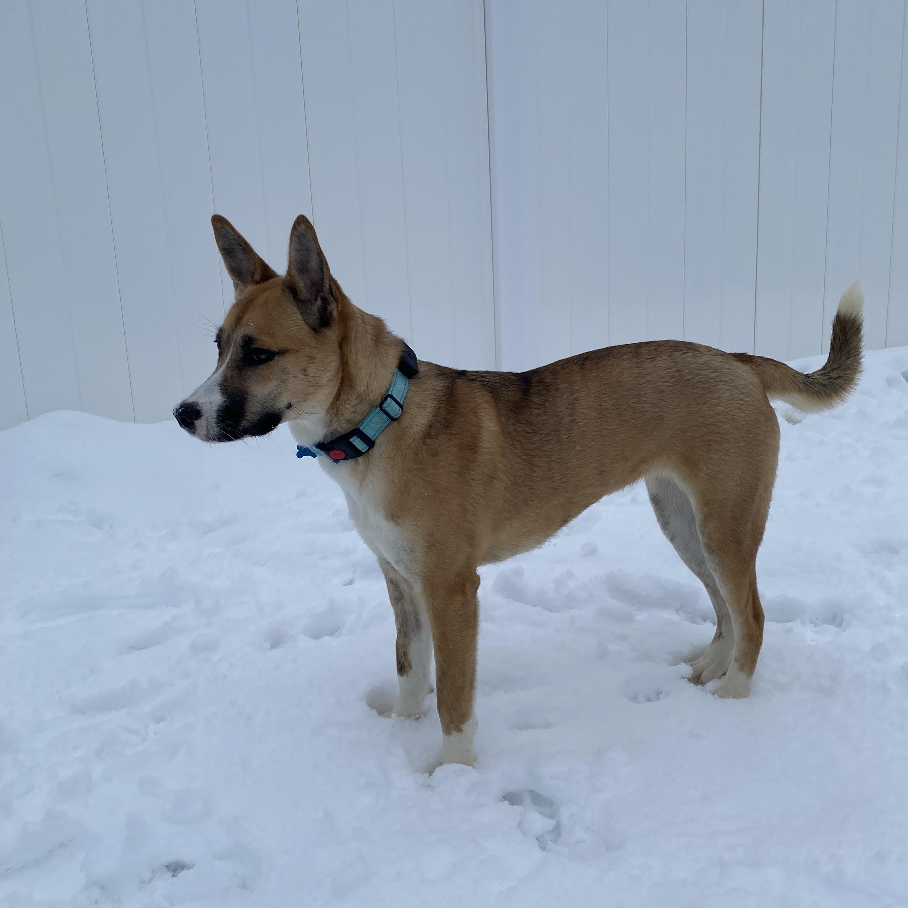 Enlarge Holly, a Adoptable mixed breed in Hopkinton, MA image 3/6