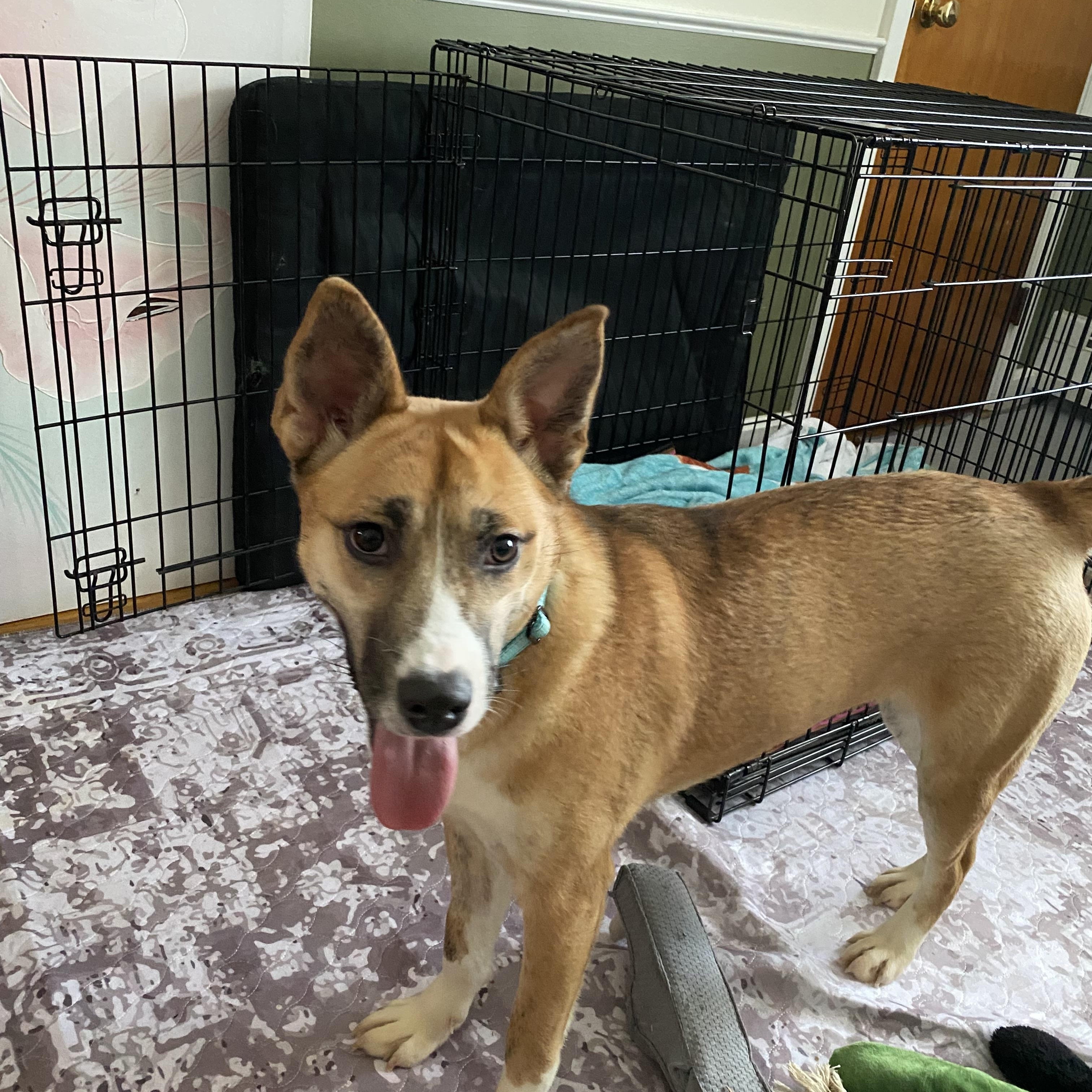 Enlarge Holly, a Adoptable mixed breed in Hopkinton, MA image 2/6