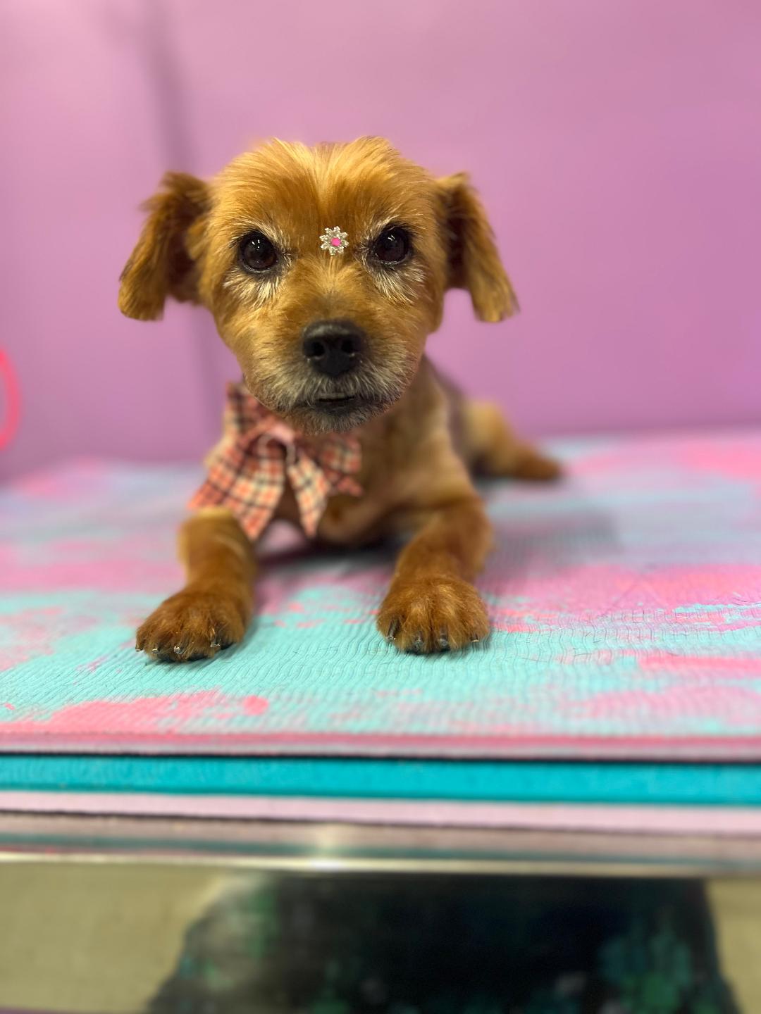 Annabelle, Adoptable, Senior Female Norwich Terrier & Yorkshire Terrier.