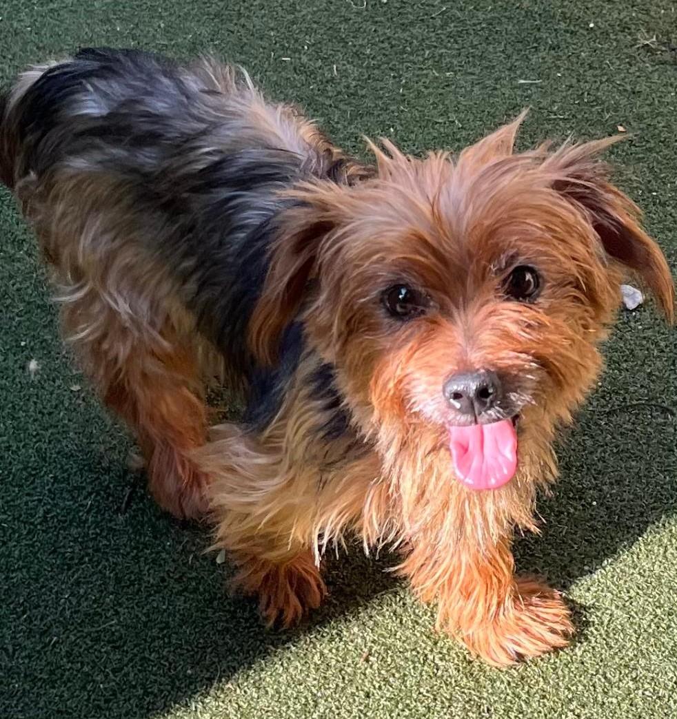 Annabelle, a Adoptable mixed breed in Woodstock, GA image 4/4