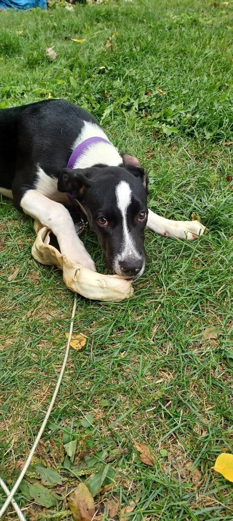 Kraken, Adoptable, Puppy Male Mixed Breed.