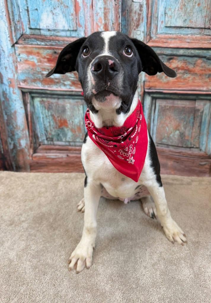 Enlarge Kraken, a Adoptable mixed breed in Fond Du Lac, WI image 2/6