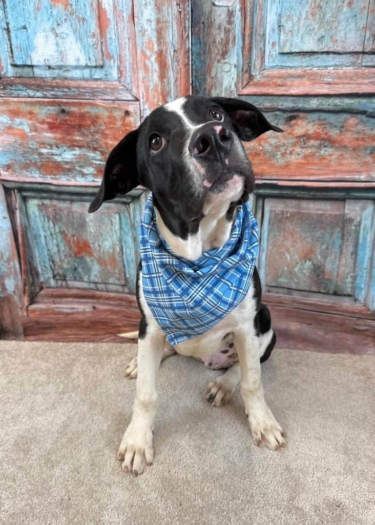 Enlarge Kraken, a Adoptable mixed breed in Fond Du Lac, WI image 3/6