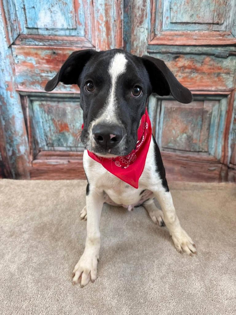Enlarge Kraken, a Adoptable mixed breed in Fond Du Lac, WI image 4/6