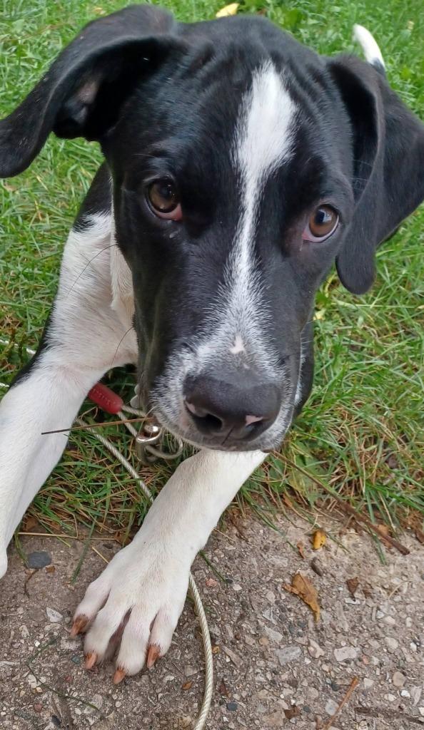 Enlarge Kraken, a Adoptable mixed breed in Fond Du Lac, WI image 5/6