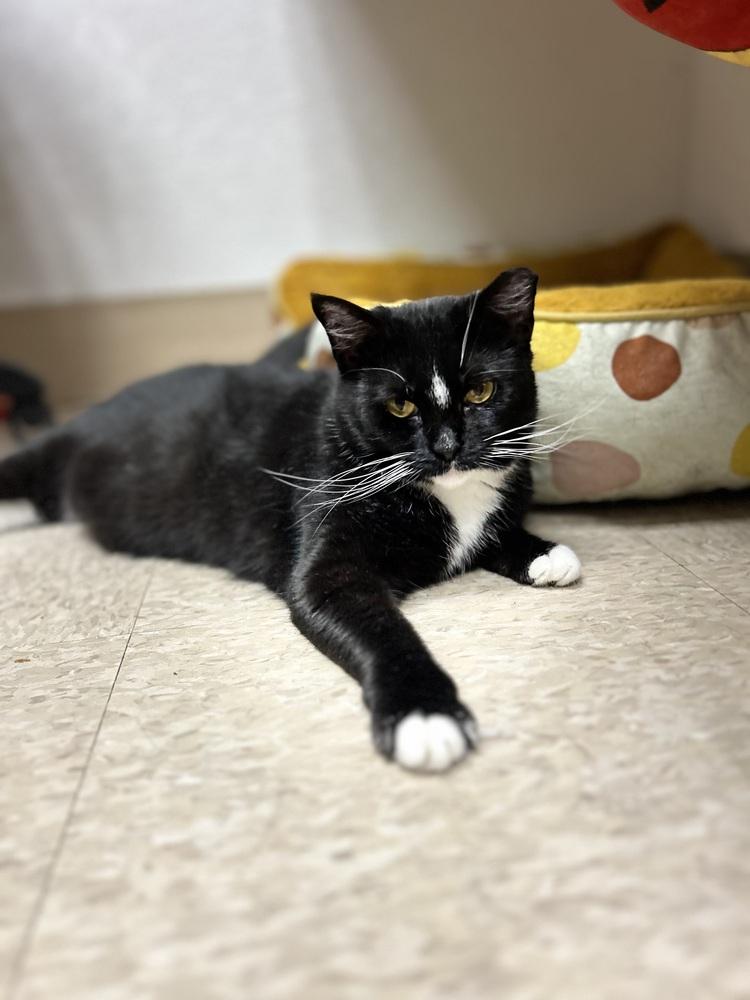 Sweet Pea, Adoptable, Young Female Domestic Short Hair.