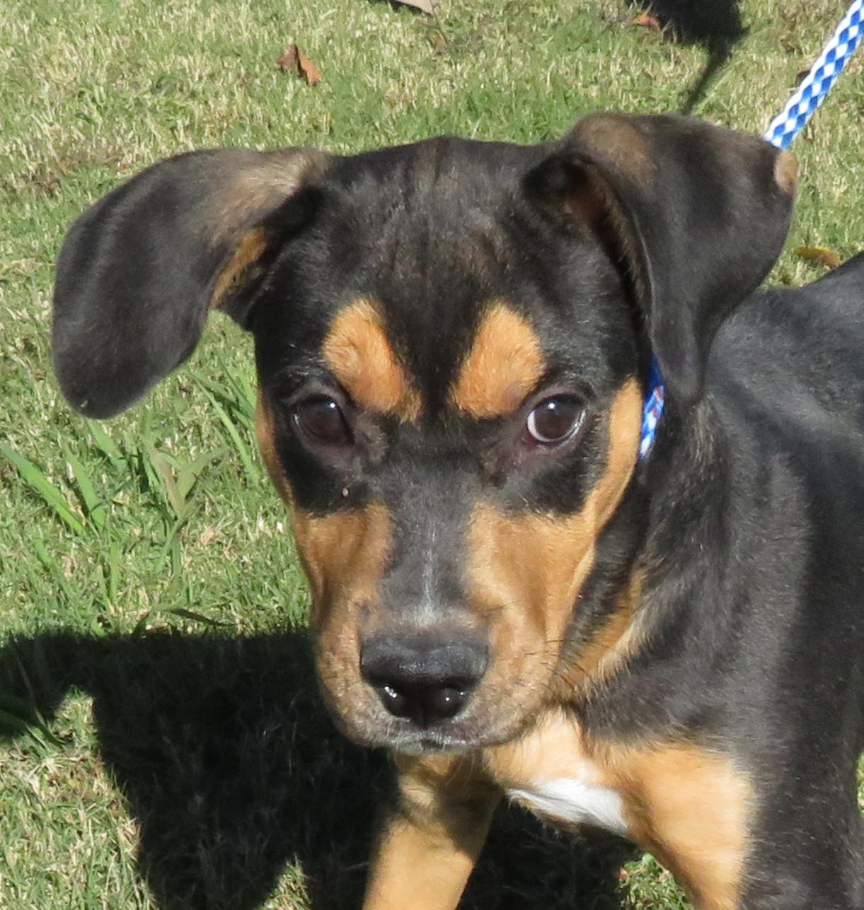 Keanu, Adoptable, Puppy Male Shepherd.