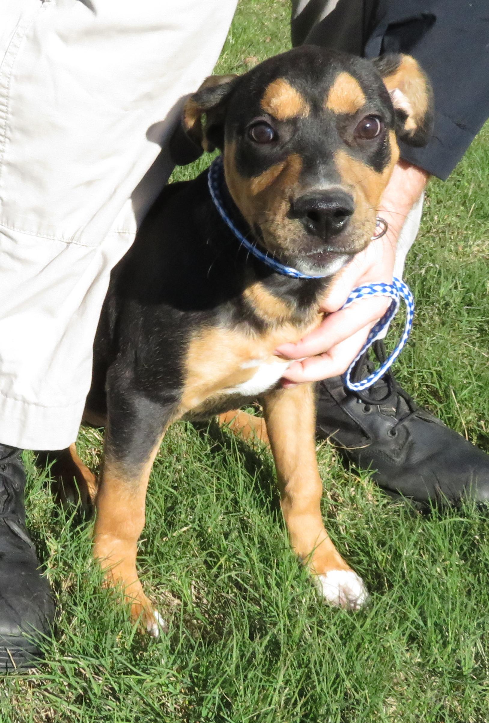 Keanu, a Adoptable mixed breed in Nesbit, MS image 2/6