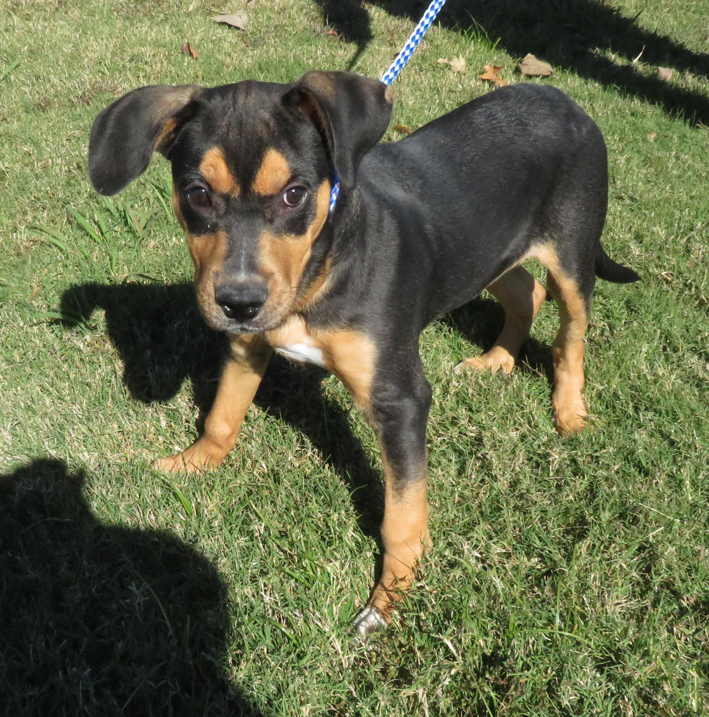 Keanu, a Adoptable mixed breed in Nesbit, MS image 4/6