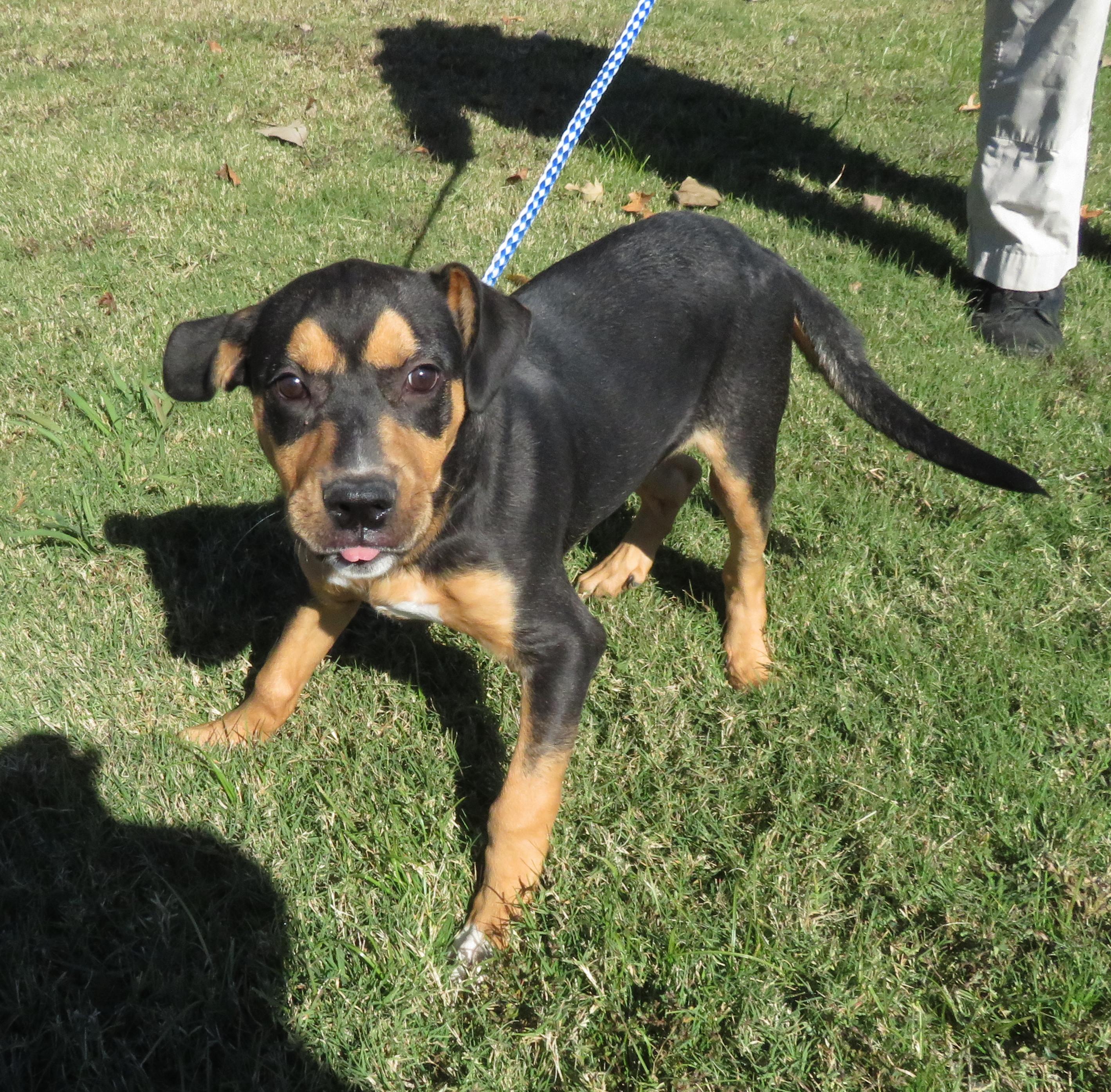 Keanu, a Adoptable mixed breed in Nesbit, MS image 5/6