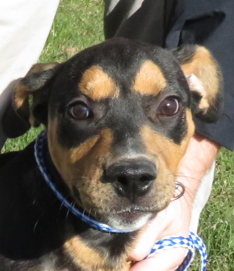 Keanu, a Adoptable mixed breed in Nesbit, MS image 6/6