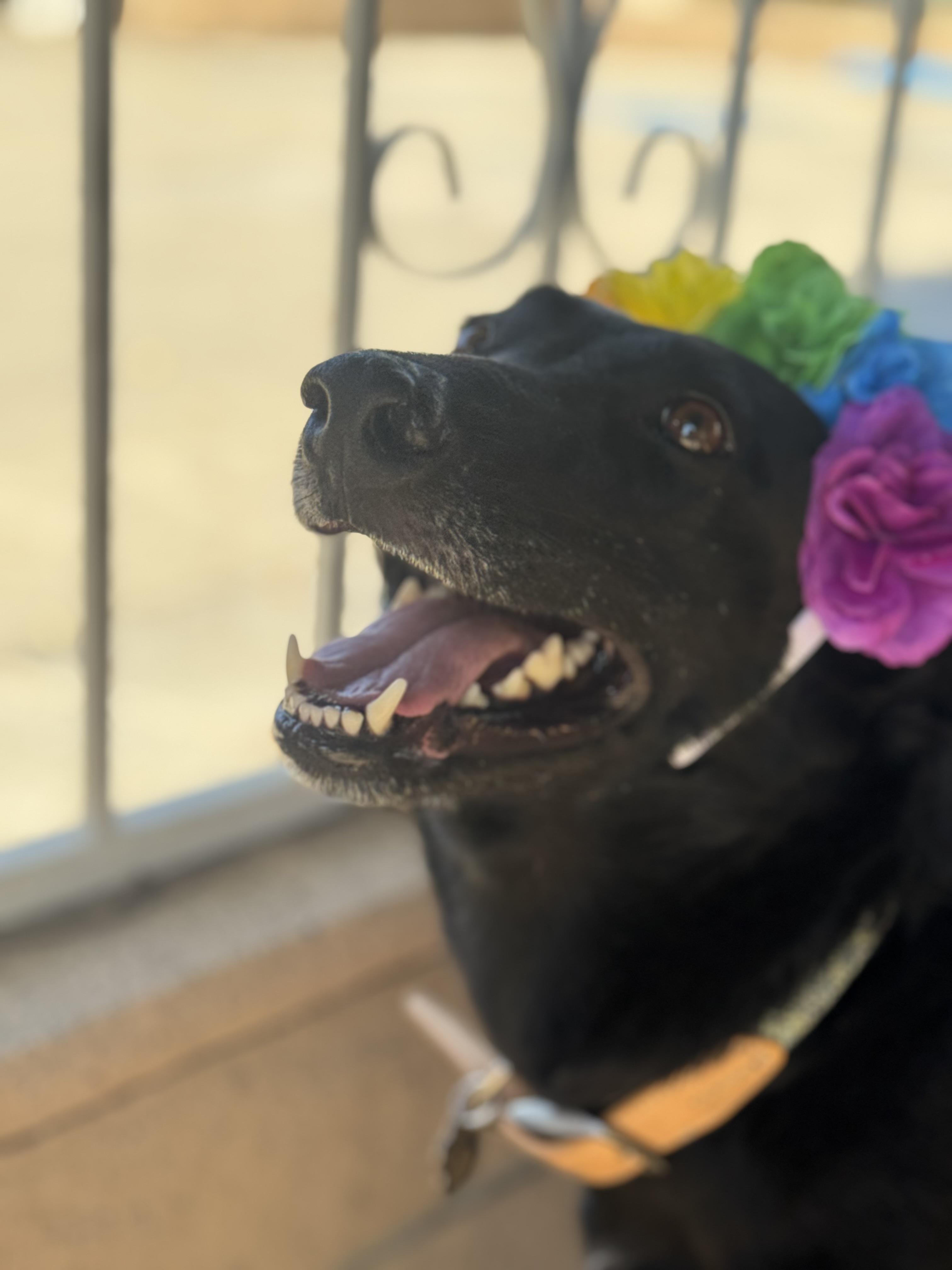 Enlarge Anya/Keke, a Adoptable mixed breed in Sherman Oaks, CA image 6/6