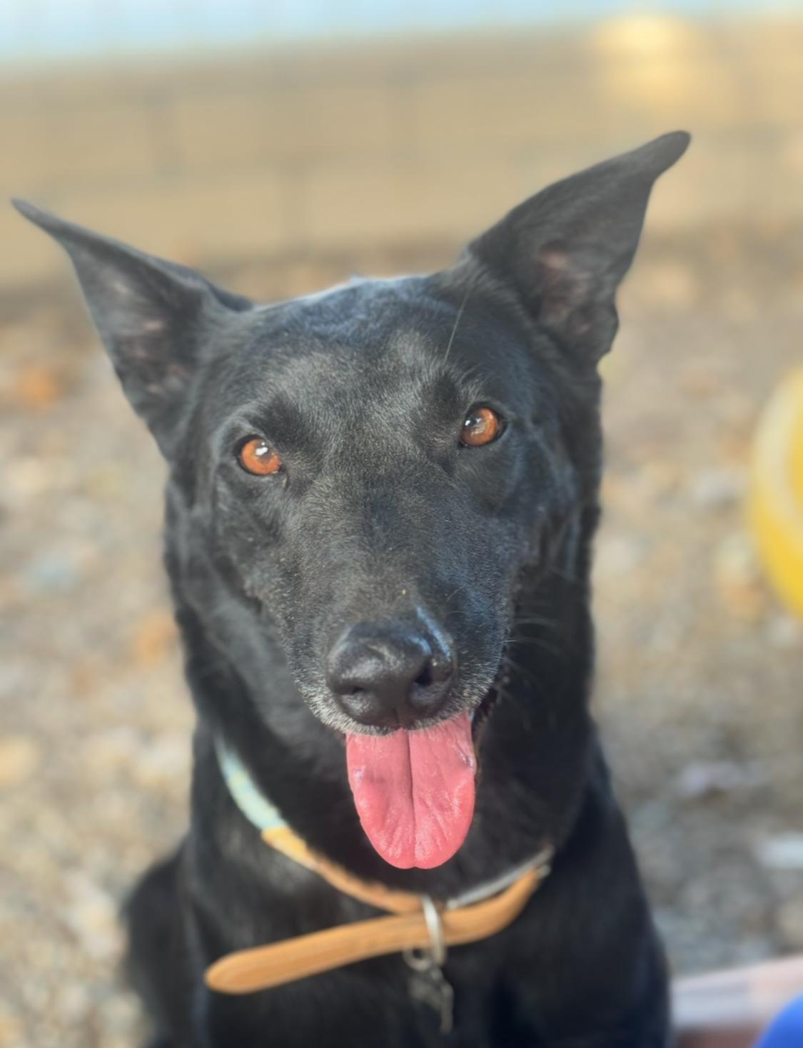 Enlarge Anya/Keke, a Adoptable mixed breed in Sherman Oaks, CA image 2/6