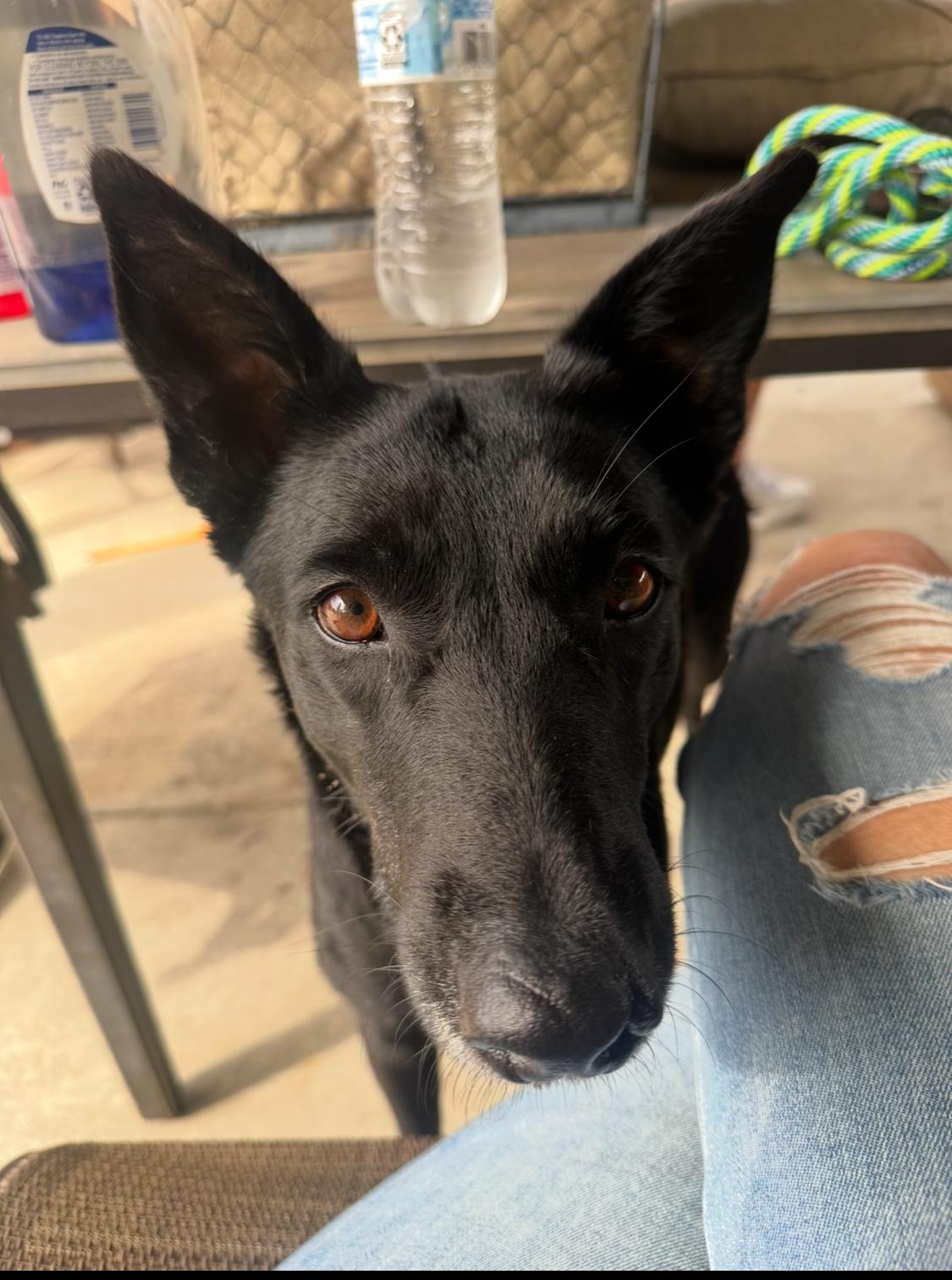 Enlarge Anya/Keke, a Adoptable mixed breed in Sherman Oaks, CA image 3/6