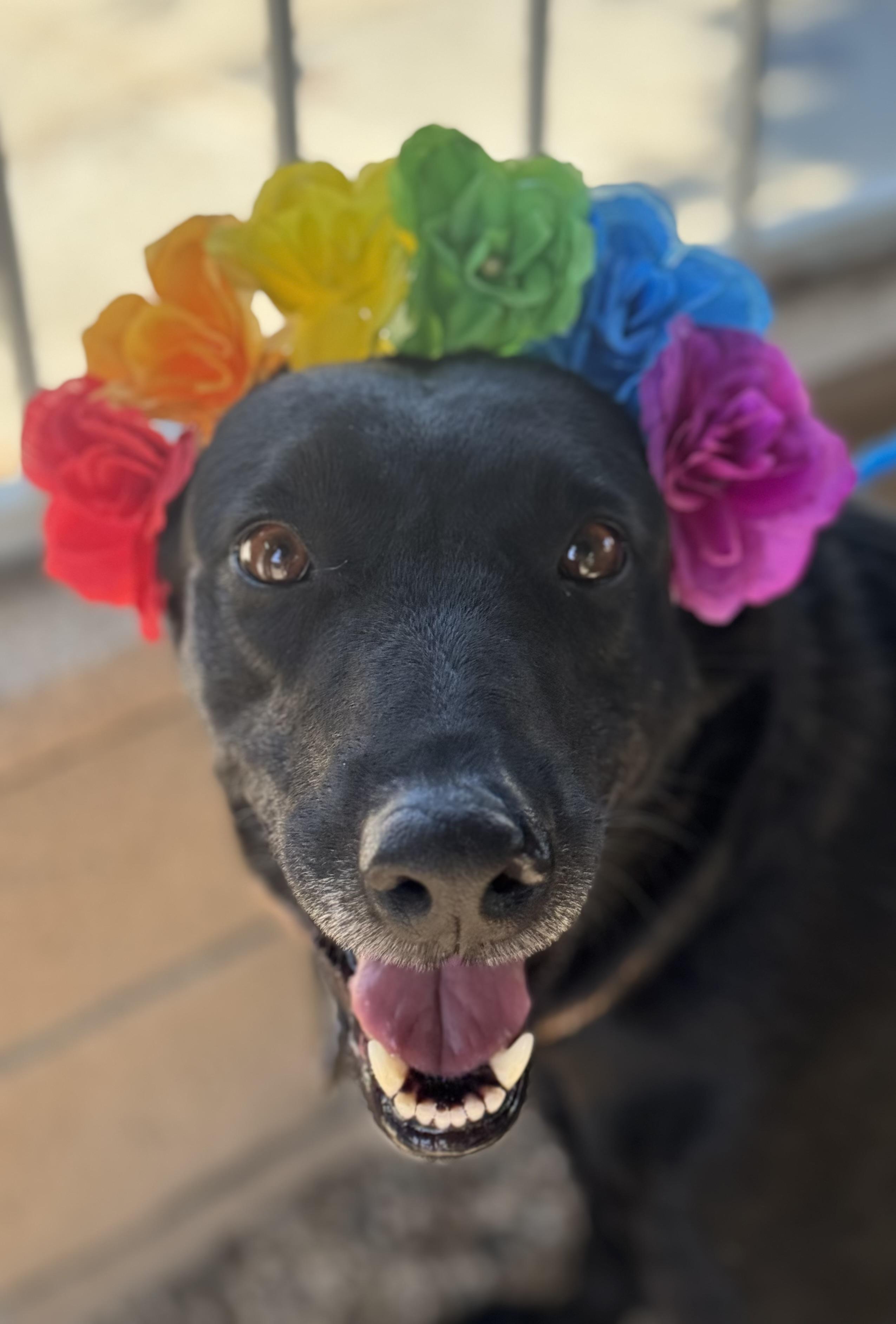 Enlarge Anya/Keke, a Adoptable mixed breed in Sherman Oaks, CA image 4/6